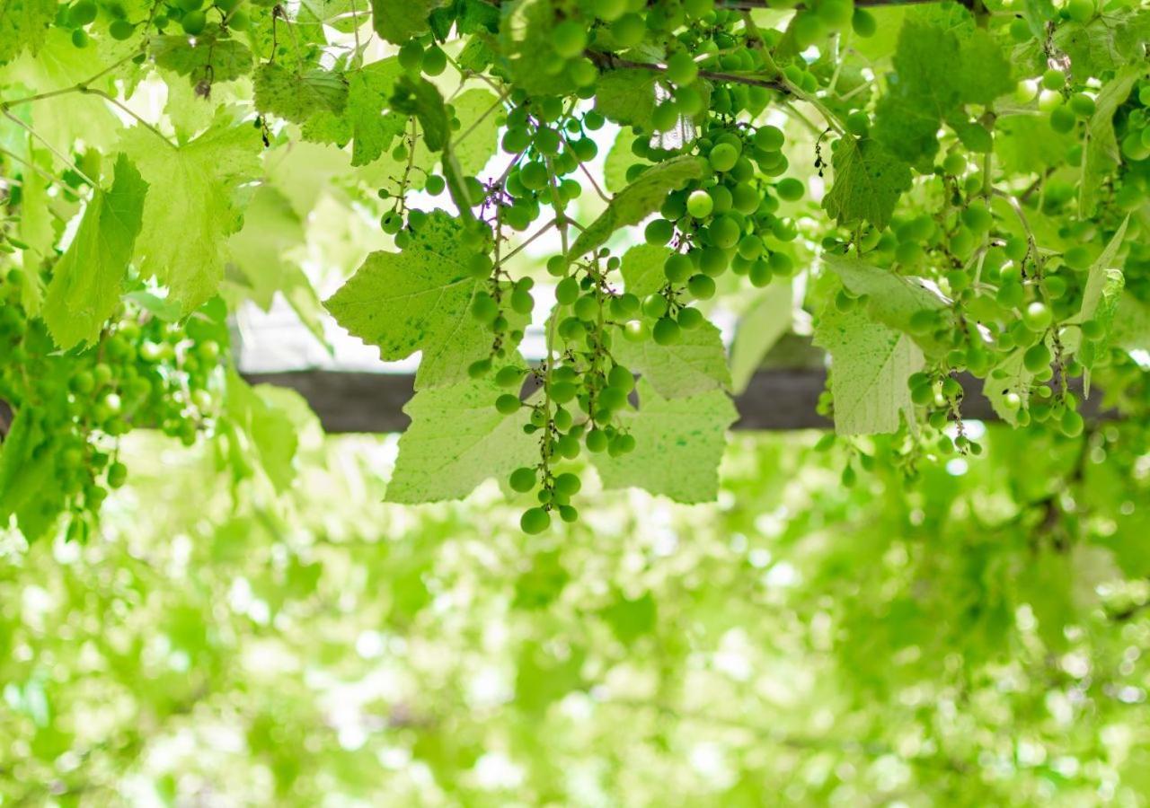 Agriturismo La Vammora Laviano ภายนอก รูปภาพ